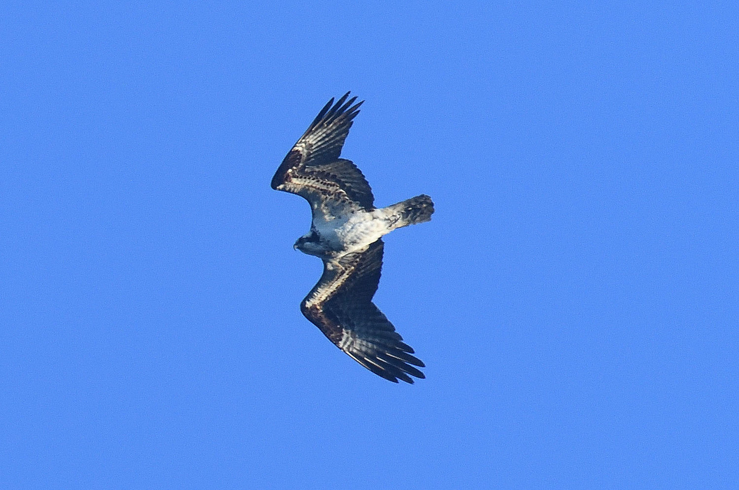 Ospreys can be seen migrating through October, but the peak month is September. They are not quite as large as eagles, and are sometimes mistaken for eagles, especially if the light is not favorable. An osprey has a more “crooked” wing than an eagle does, and has a white breast, with some faint barring evident on the flight feathers of the wing and the tail. The bill is short and hook-shaped. Ospreys might winter in Florida, or could fly as far as northern South America...